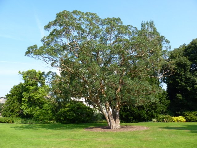 Eucalyptus gunnii (2)